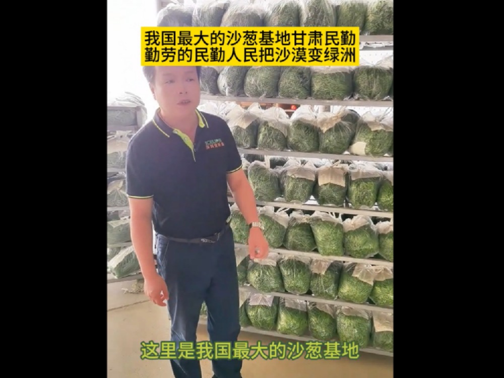 中國最大的沙蔥基地，民勤沙蔥發(fā)往全國各地