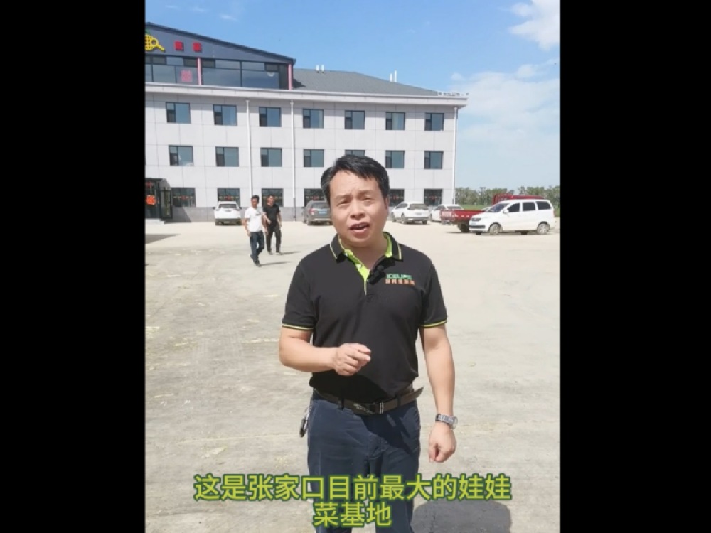 這里是河北省張家口最大的娃娃菜基地，這里的娃娃菜保質(zhì)保量供應(yīng)首都城市經(jīng)濟(jì)圈