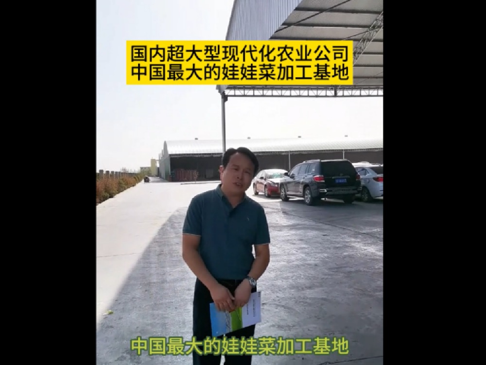 目前為止，國內(nèi)最大的娃娃菜種植加工基地在甘肅武威，這里的娃娃菜發(fā)往全國各地